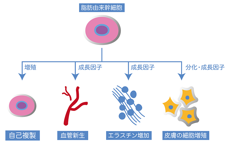 図１．脂肪由来幹細胞の働き
