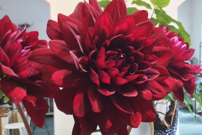 今月のお花『ダリア』｜街の花屋「ガイア フラワーズ」