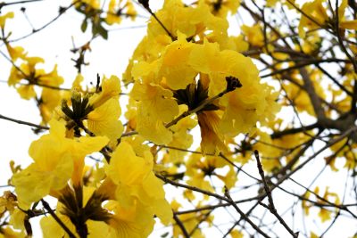 南国でも感じる季節の変化２「沖縄の春、イペーの花」