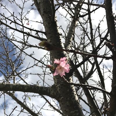 「春はそこまで」｜本村ひろみのコラム