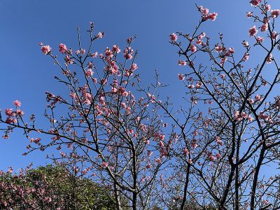 ニット帽から醍醐の桜の香り｜本村ひろみさんのコラム