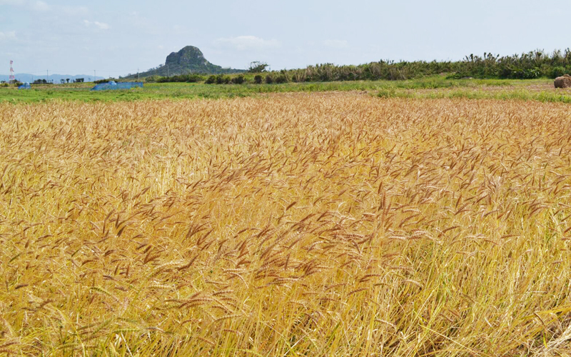 伊江島｜秋には風に揺れる小麦畑