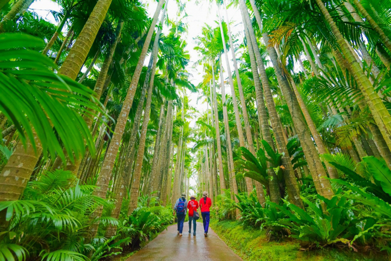 夏休みの自由研究のヒントに 東南植物楽園で熱帯植物を観察しよう Fun Okinawa ほーむぷらざ