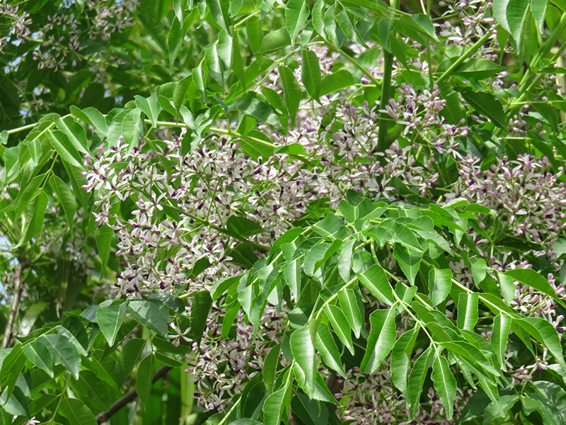 センダンの木。センダンαには、県産のセンダンの葉から抽出したエキスが入っている