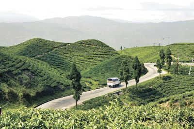 ネパール・イラム｜茶畑広がる村　紅茶が名産［やっぱり旅が好き！⑤］