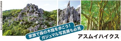 【2025夏休み企画】｜⑥ アスムイハイクス｜家族で森の木陰を歩こう！ガジュマル写真展も必見