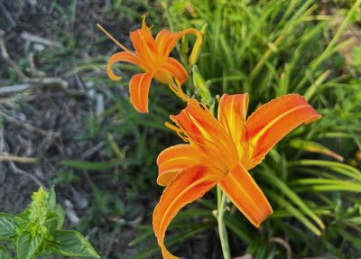 夏が終わっても心身疲労の「秋バテ」　整えるには生活習慣の見直しを｜心も体も健康に 沖縄アーユルヴェーダ −112−