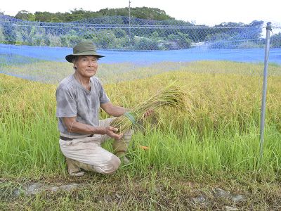 55歳で早期退職→2800坪の畑を購入 農薬や化学肥料使わない「自然栽培」で米を作る男性、モチベーションは｜人生ブラボー！⑯