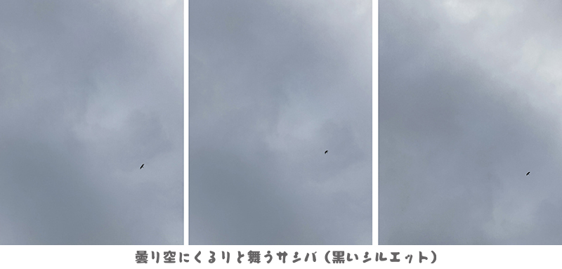 鳥づくし｜新城和博さんのコラム